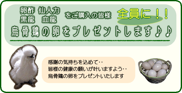 卵酢・仙人力・黒龍・血龍をご購入いただいた皆様全員に貴重な烏骨鶏の卵をプレゼントしています
